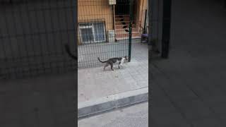 Katran Kaynatsam Olur Mu Şeker, Cinsini Sevdiğim Cinsine Çeker