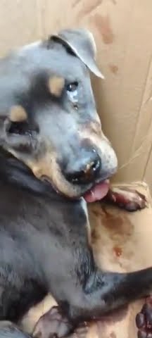 Meet Michael a Rottweiler currently available for adoption! 1/24/2024 3 ...