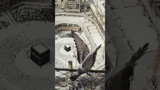 makka Madina didar karo