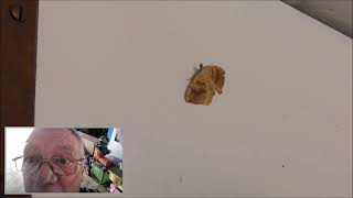 Bempton Chris Films a Large Brown Orange Moth in His Shed Yesterday Can Anyone Identify it