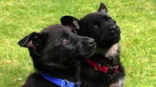 Kraftwerk K9 German Shepherd puppies calm an attentive at 8 weeks old!