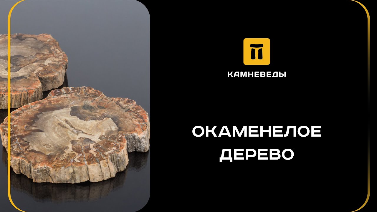ОКАМЕНЕЛОЕ ДЕРЕВО
