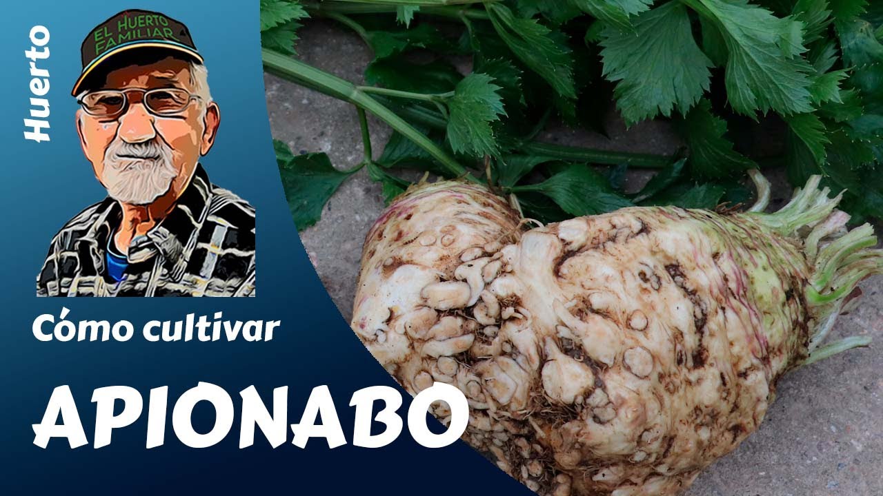 CULTIVO completo apionabo