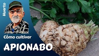 CULTIVO completo apionabo