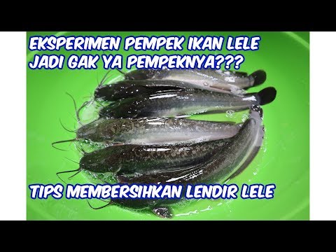 Cara Membuat Pempek Dari Ikan Lele