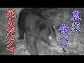 農薬食べて死んだクマ「このままでは自然動物園」