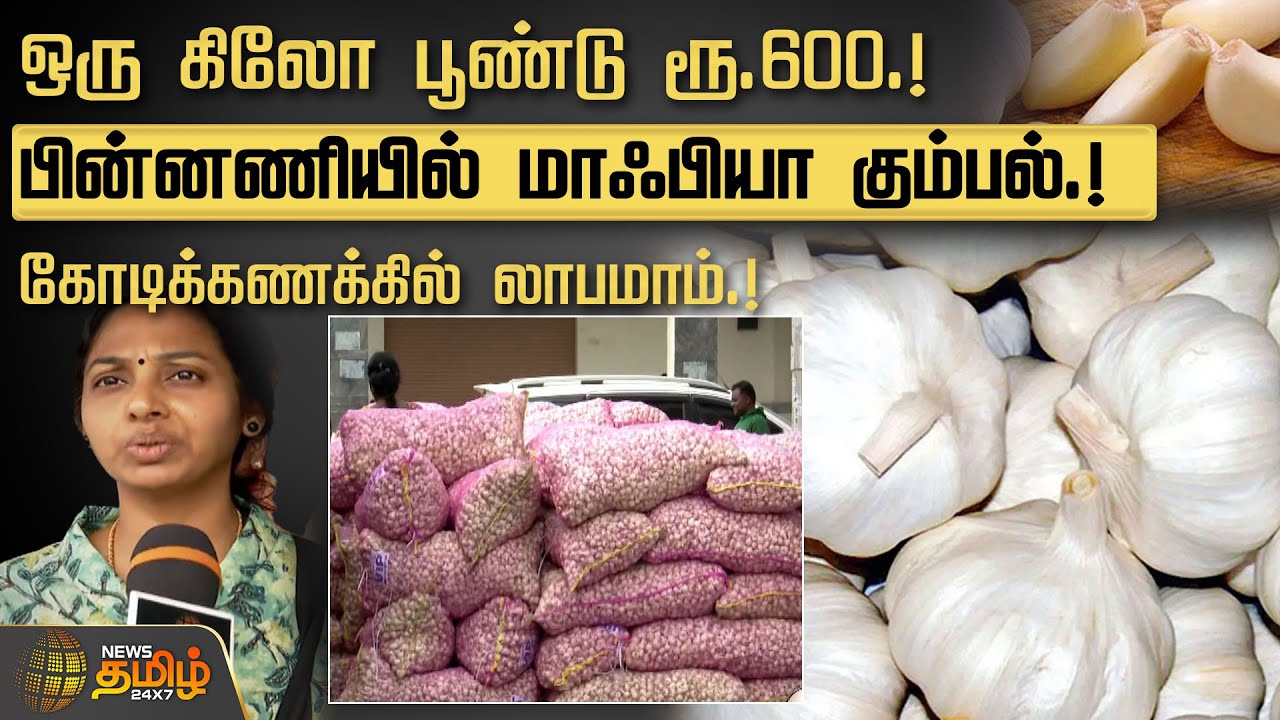 ஒரு கிலோ பூண்டு ரூ.600.!பின்னணியில் மாஃபியா கும்பல்.!கோடிக்கணக்கில் லாபமாம்.! | Garlic price