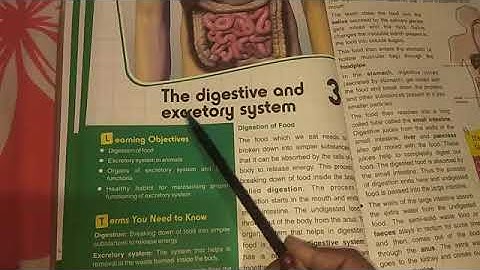 Class 4 General Science Chapter 3 The Digestive and Excretory System