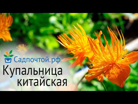 Купальница китайская - огненный цветок, Тrollius chinensis