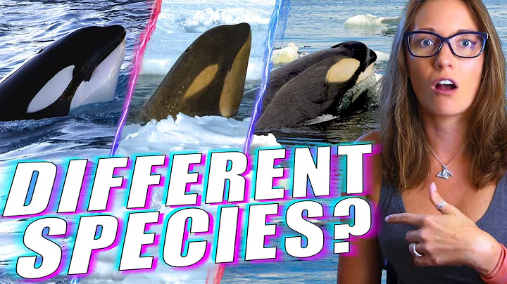 Meet the Radically Different Types of Orcas