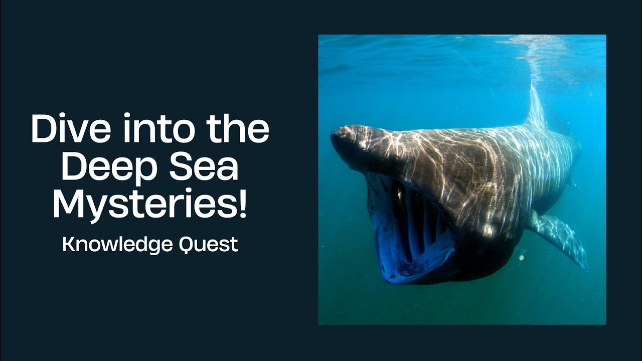 Dive into the Deep Sea Mysteries! - YouTube