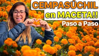Full 🎃  ¿CÓMO y CUÁNDO SEMBRAR la flor de CEMPASÚCHIL 🪴 (Datos curiosos que tienes que saber) Guide