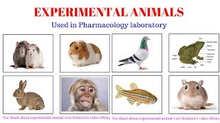 Experimental Animals Used in Pharmacology Laboratory | Pharmacological Experimental  Animals - YouTube
