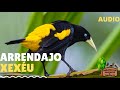 AUDIO/VIDEO  ARRENDAJO - XEXÉU