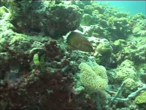 Maldives Part Two: Coral reef and fish