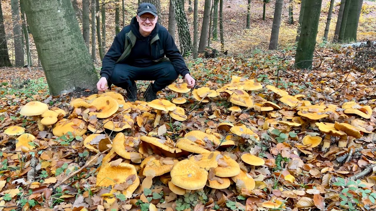🌲🌲🌲🍄🍄🍄🌲🌲🌲1.11.2025. Vzácná bedlovnice zlatá.