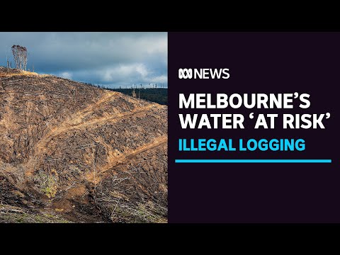 Melbourne's drinking water catchments at risk after 'systemic' illegal logging | ABC News