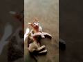 Cute cat attack me 🐈😻🐈⬛😍 ll very dangerous cat ll #shorts