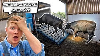THEY HAD TO GO... FARMER SELL'S HIS CATTLE OFF THE FARM