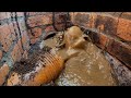 Close Up Sewage Gush Manhole Unblocking - Stagnant Clogged Drains