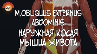 Наружная косая мышца живота (m.obliquus externus abdominis) 3D Анатомия