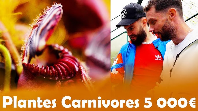 Les plantes carnivores - Jardiland