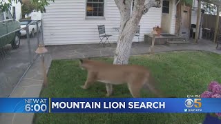 Video: Mountain Lion Spotted Sauntering Around Backyard In Petaluma