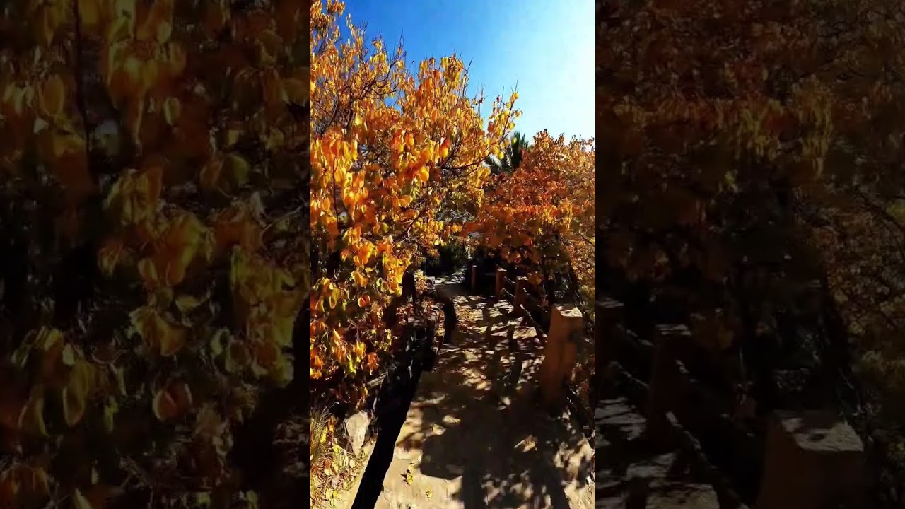 Autumn Garden Pathway 