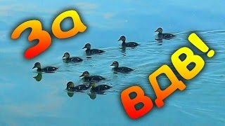 За ВДВ! Прикольные Футажи на День ВДВ. Забавное Видео ко Дню ВДВ За ВДВ! Прикольные Футажи на День ВДВ. Забавное Видео ко Дню ВДВ
