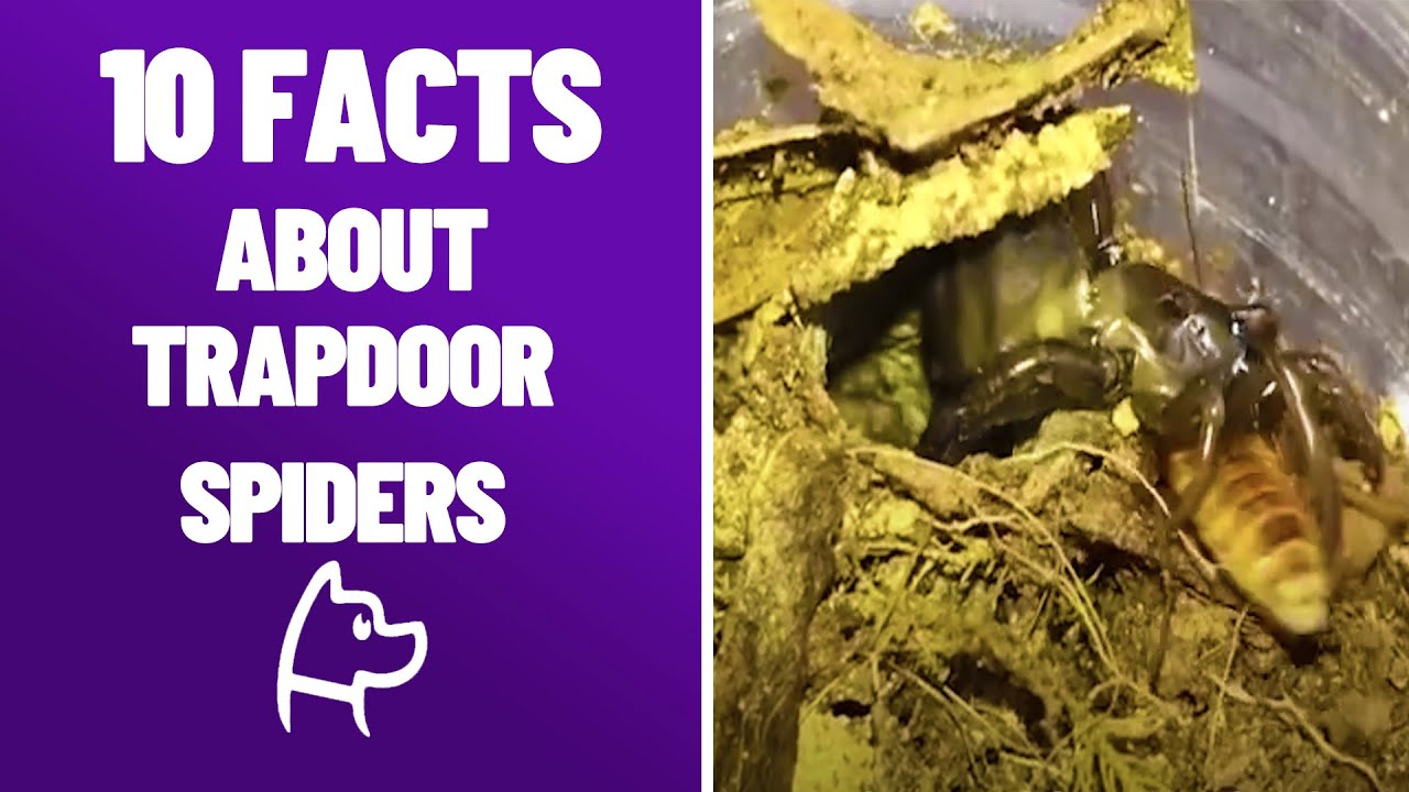 There Are 120 Species Of Trapdoor Spiders!