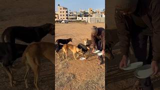 Cute reaction when I feed them #ytshorts #viral #pets #viral #indianHasan#shorts