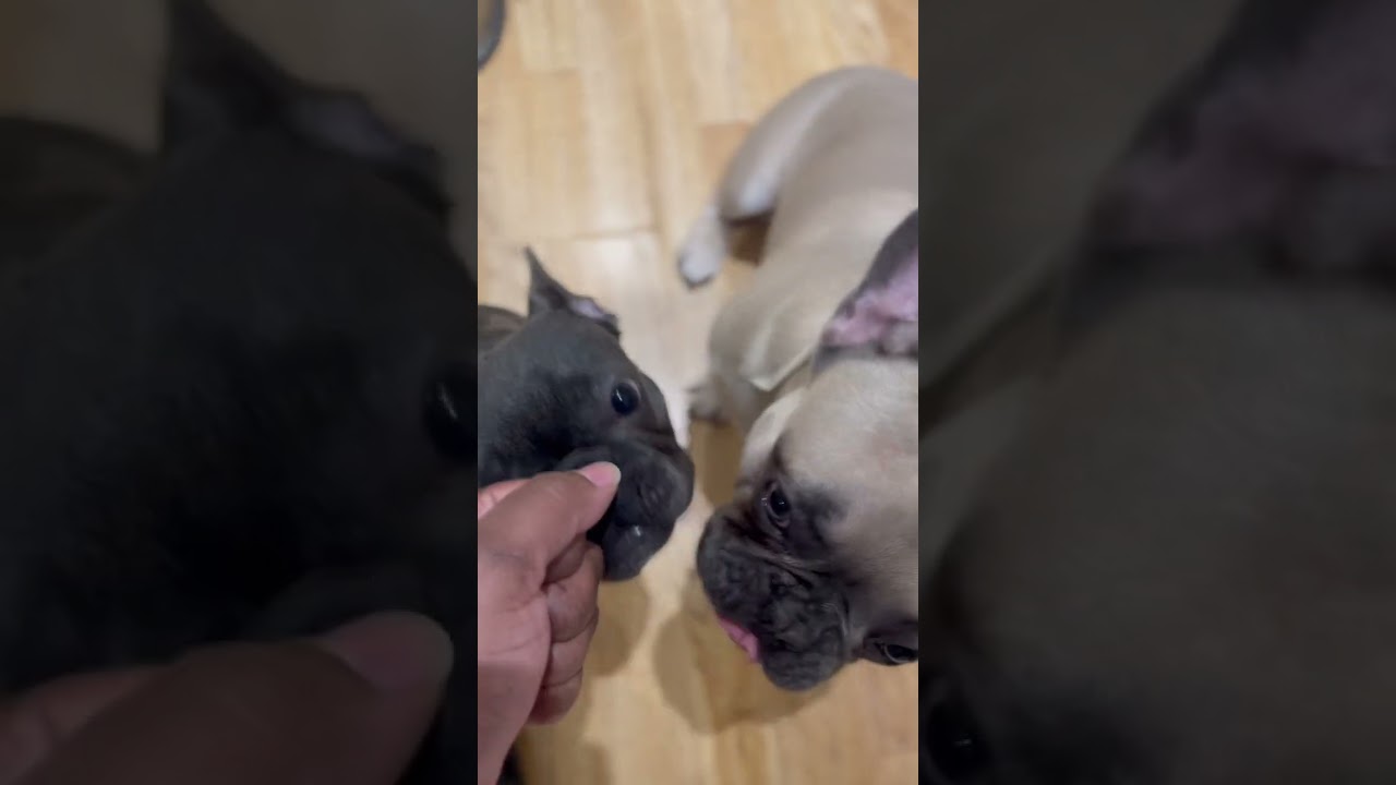 Paw !!!! French Bulldog | Roscoe & Chelsea 