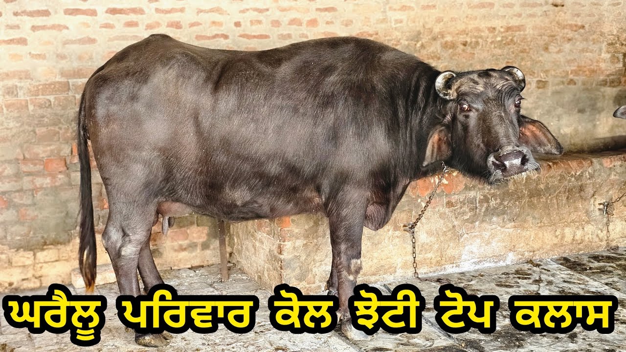 ਘਰੈਲੂ ਪਰਿਵਾਰ ਕੋਲ ਝੋਟੀ ਦੁੱਜੇ ਸੁਏ ਤਿਆਰ ਆ ਜਵਾ ਡਾਲਿਆ ਤੈਂ ਕਰੋ ਦਰਸ਼ਨ ਭਾਅ ਵੀਡੀਓ ਵਿੱਚ ਕਰਾਤਾਂ ਮਿਤੀ-9-3-2026