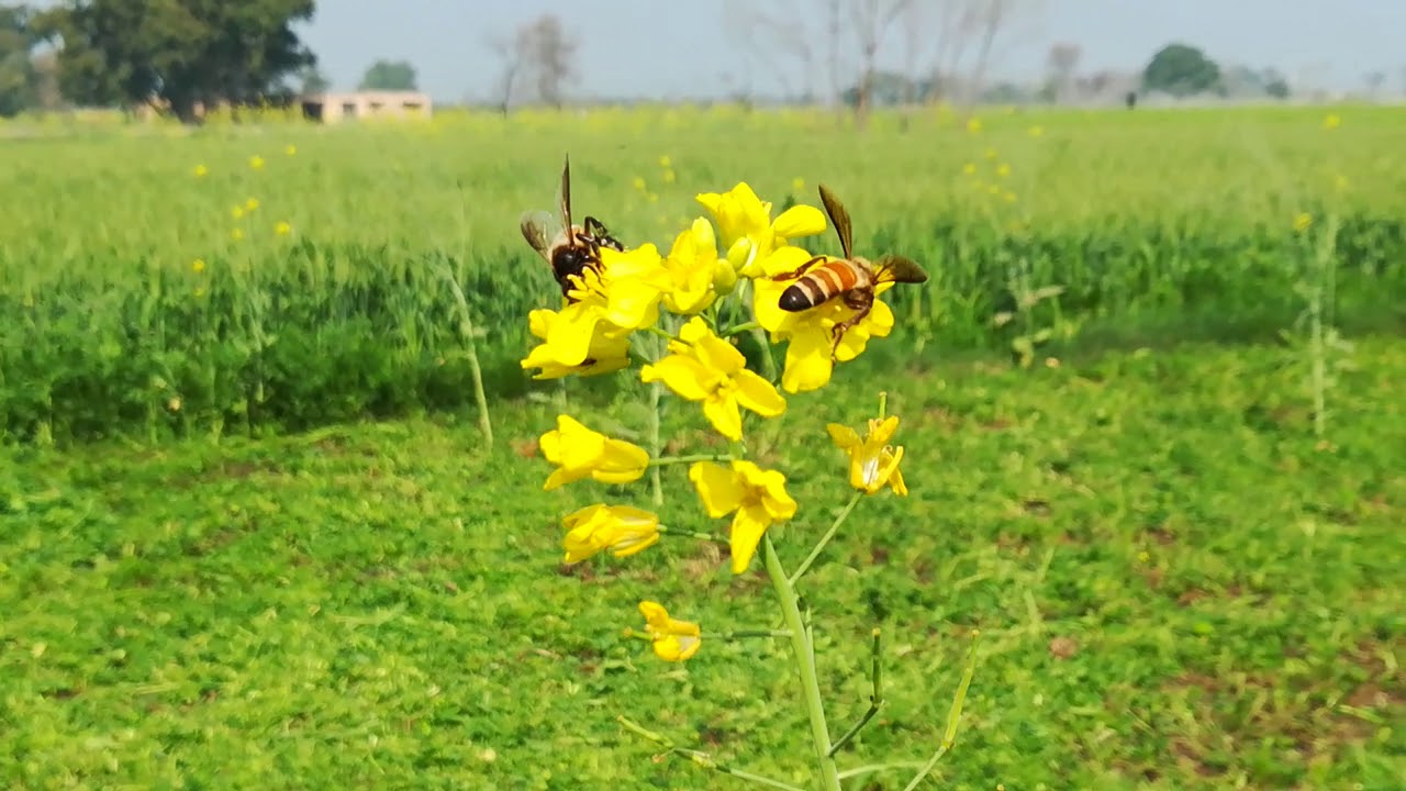 Honey Bee's are on Flowers in Fields for collecting juice for Honey | Natural