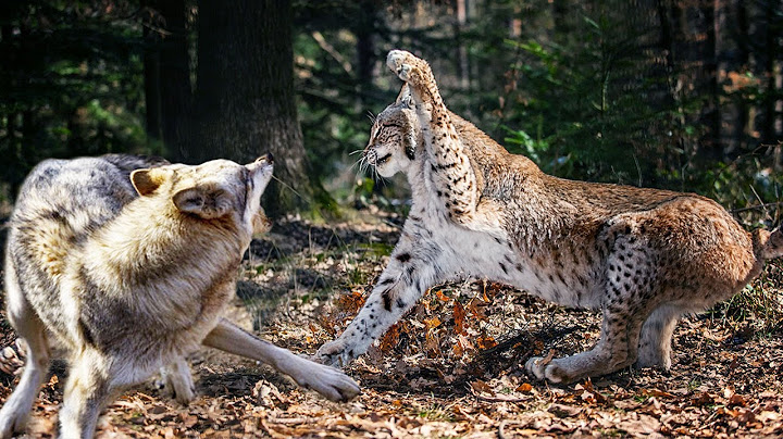 Even Wolves are afraid of this Cat! The lynx is a ferocious forest ghost!