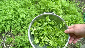 Is chickweed poisonous to humans?