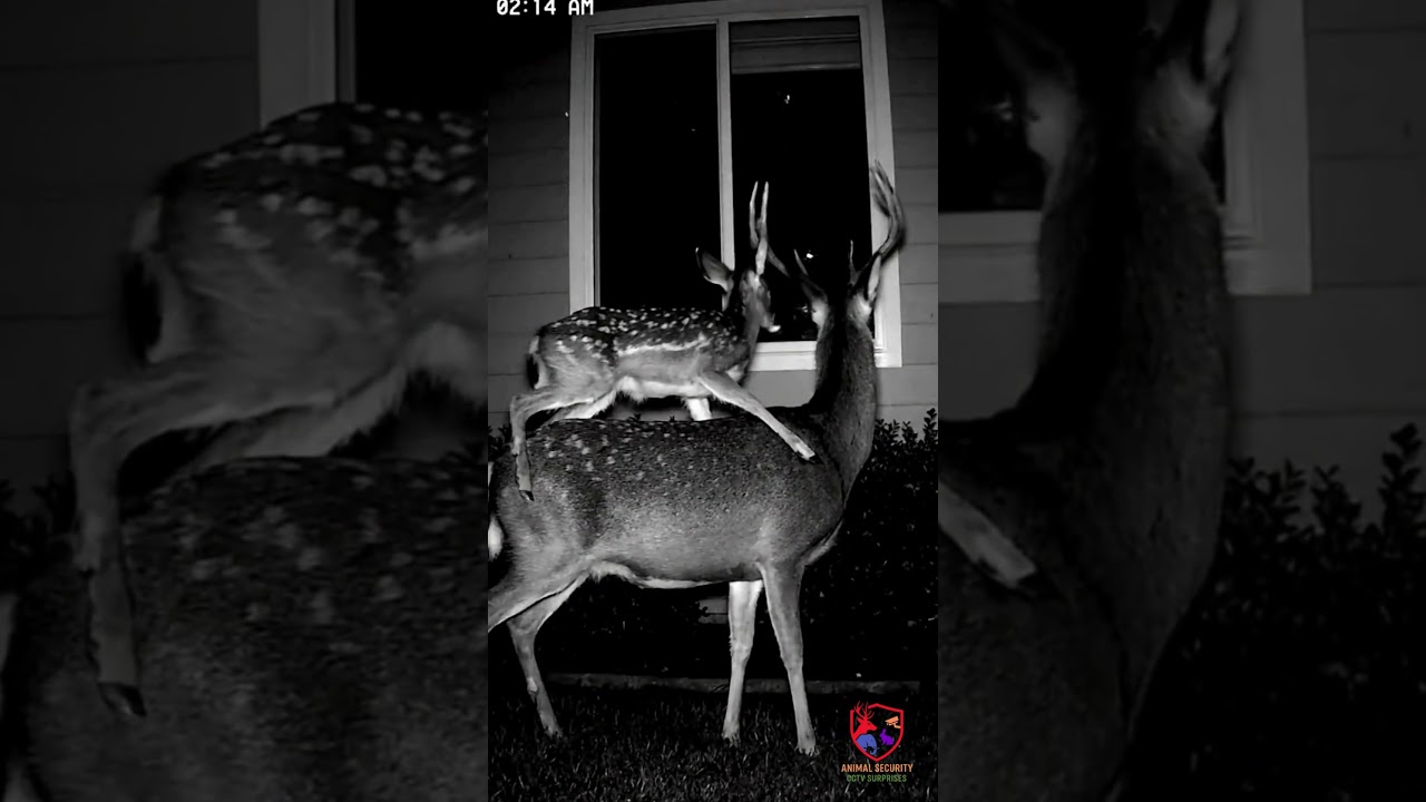 You Won't Believe How Animals Are Foiling Security Cameras