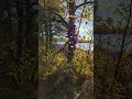 [ REPOST 100TH ANNIVERSARY ] MINDZYNE#15 - The Forest Is Watching You 2
