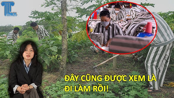 ĐANG CHẤP HÀNH ÁN TREO CÓ ĐƯỢC ĐI LÀM KHÔNG?