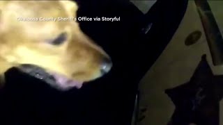 Dog leads Florida deputy to injured 86-year-old owner
