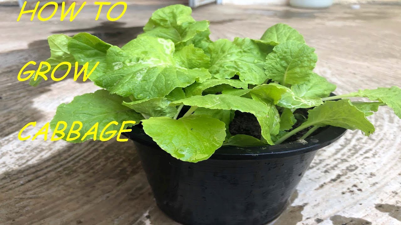 How to Grow Cabbage at Home YouTube