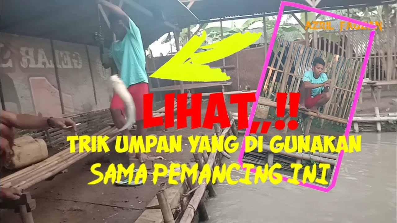 Umpan jitu kolam pemancingan lele