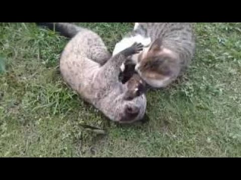 pertarungan tikus curut yg meneggangkan berdarah darah pertarungan tikus curut yg meneggangkan berdarah darah