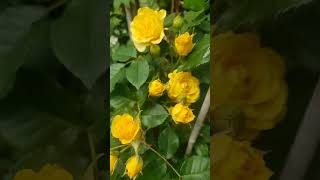 Yellow Roses in my Gardan  Gardan  split   گل رز زرد در قلب من.