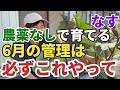 【なす】必ずやって！6月からはこの作業をしないと虫被害がすごく増えてしまいます【家庭菜園】