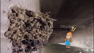 Mencari Anakan Burung Layang Layang Batu | SI OTAN (14/09/21)