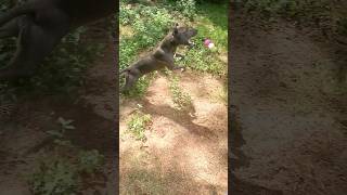 Dog Eats ? puppy dogbreed americanbully bodybuilding shorts short viral love