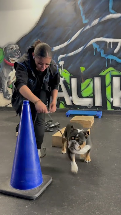Our trainer Shay working hard with Gordo🐶 come train with us the Cali K9 way!⚡️🔥🚀 #calik9 #dog