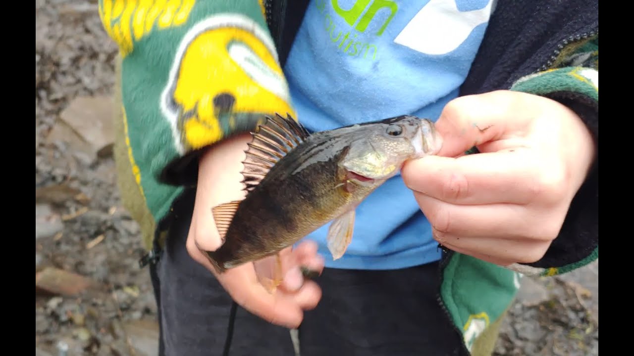 Catching Mystery Minnows and Fish In Marsh Creek YouTube