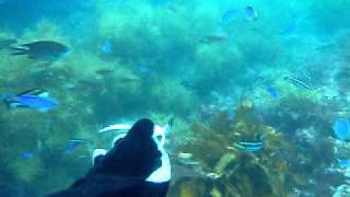 ヒリゾ浜でシュノーケリング20100807.AVI